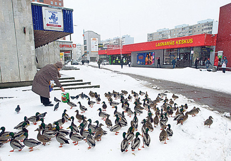  Возле магазинов собирается огромная стая птиц, которых подкармливают заботливые ласнамяэсцы. фото: Mihkel Maripuu